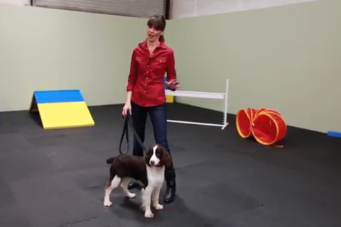 Puppy Training screenshot 3