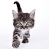 Cat and Kitty! Adorable cat pictures and cute kitten photos for wallpapers and backgrounds