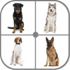 Guess Dog - Dog Breeds Quiz?