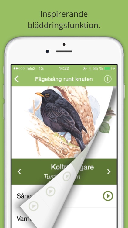 Fågelsång runt knuten screenshot-3