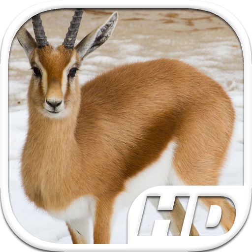 Gazelle Simulator HD Animal Life icon