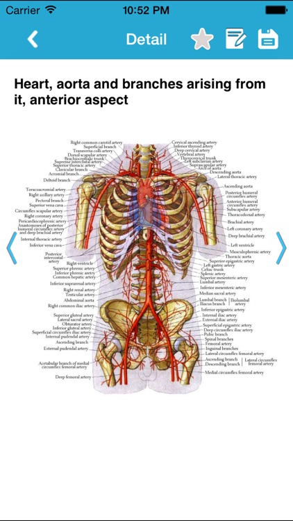 Human Anatomy Pro 2014