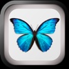 Бабочки HD. Фото, видео, 3d-модели, факты и коллекция