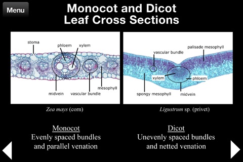 Plant Histology HD screenshot 2