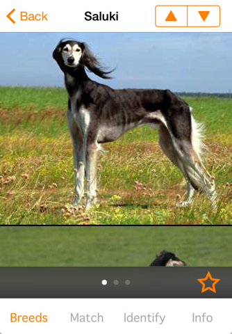 Perfect Dog Best In Show - Ultimate Breed Guide to Dogs screenshot 4