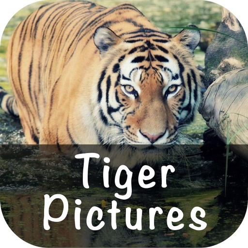 Tiger Pictures icon