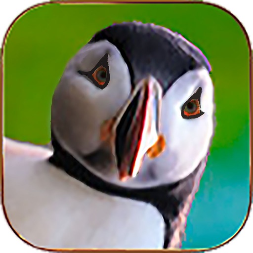 Pesky Puffin Poopers Icon