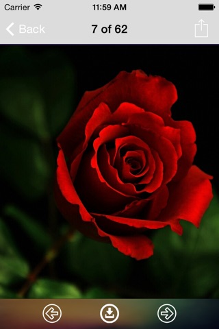 Rose Wallpaper: Best HD Wallpapers screenshot 3