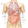 Human Anatomy in Your Pocket