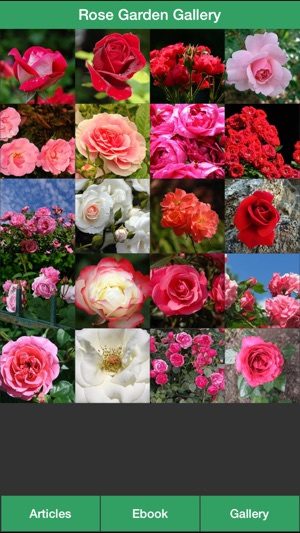 Rose Garden Guide - A Guide To Planting Your Own Rose Garden(圖2)-速報App