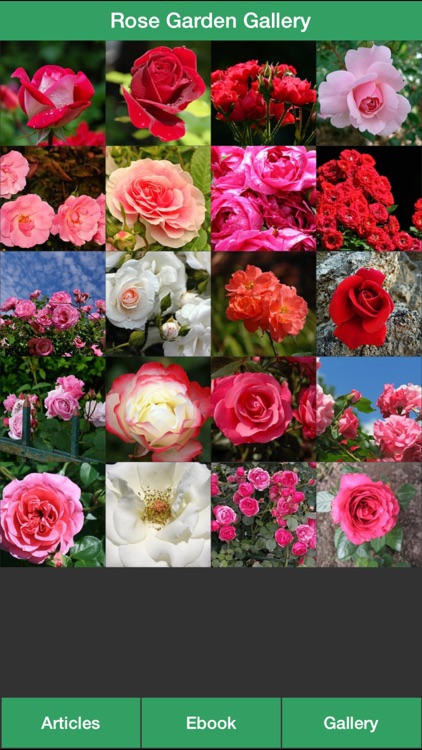 Rose Garden Guide - A Guide To Planting Your Own Rose Garden Successfully!