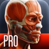 Anatomy In Motion - Complete - Muscle System Flashcards for iPhone and iPad