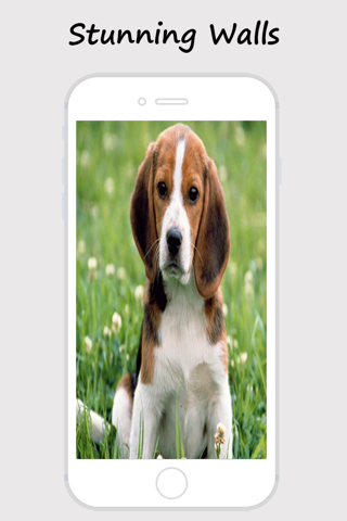 Cute Dogs and Puppy Wallpapers screenshot 4