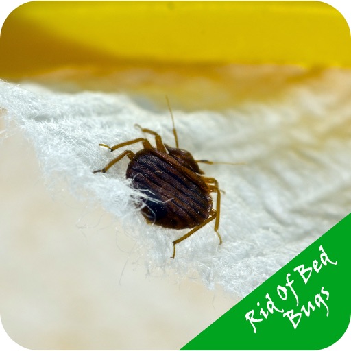 Getting Rid Of Bed Bugs - Pest-free Home