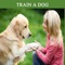 How To Train a Dog is the ultimate video guide for you to learn how to give training to dog