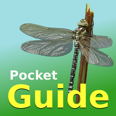 Pocket Guide UK Dragonflies