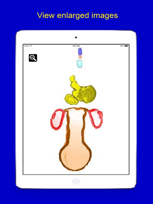 Dimensional Embryology(圖5)-速報App