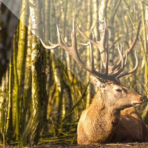 Easy Deer Hunting Calls - Finest Deer Hunting Calls which Every Deer Hunter Must Use iOS App