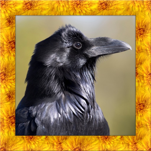 Raven Simulator Icon