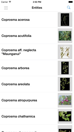 NZ Coprosma Key(圖3)-速報App