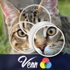 Venn Cats: Overlapping Jigsaw Puzzles