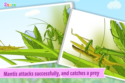 Mantis - InsectWorld A story book about insects for children screenshot 2