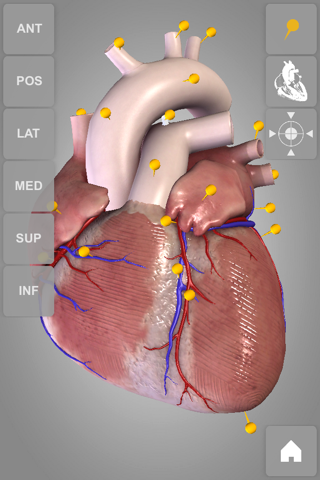 Heart - 3D Atlas of Anatomy Lite screenshot 3