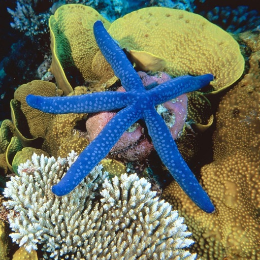 Best Coral Reefs Guide