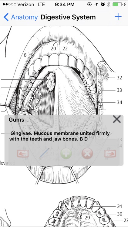 Anatomy Atlas