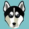 Finally a great personalised app for your Siberian Husky