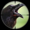 Forest Crow Hunter-Bird Shooting Simulator