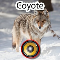 Real Coyote Hunting Calls  Sounds