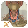 USCAP Thyroid Biopsy Sim