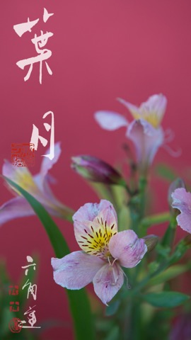 動く・はなといろカレンダー - そよ風に揺れる美しい花たちのおすすめ画像3