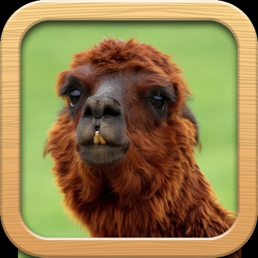 Funny Animals Catalog and Animal Soundboard