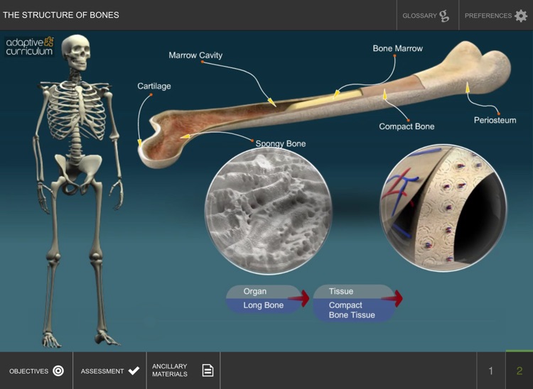The Structure and Functions of Bones screenshot-3
