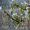 Spring Rain Wallpapers HD-Quotes Backgrounds