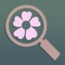 Luminous ID is an app and website designed to help you identify, share, and explore plant species on Niwot Ridge, Colorado