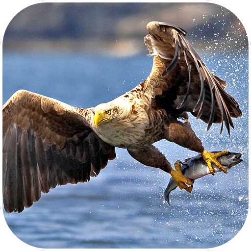 VR Wild Eagle Strike : Real Ocean Fish Attack