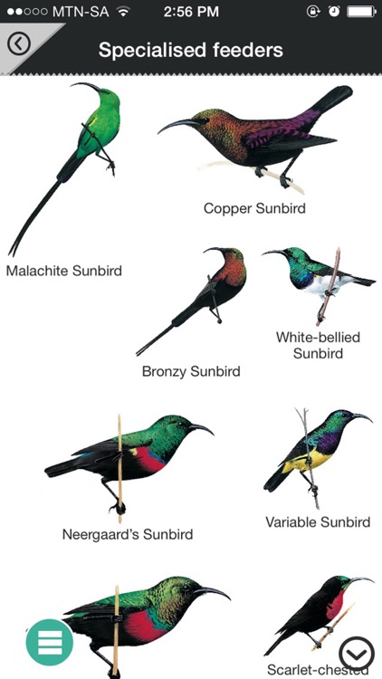 Newman’s Birds of Southern Africa