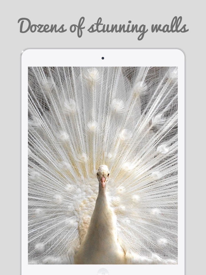 Peacock Wallz - Most Beautiful Peacock Pictures