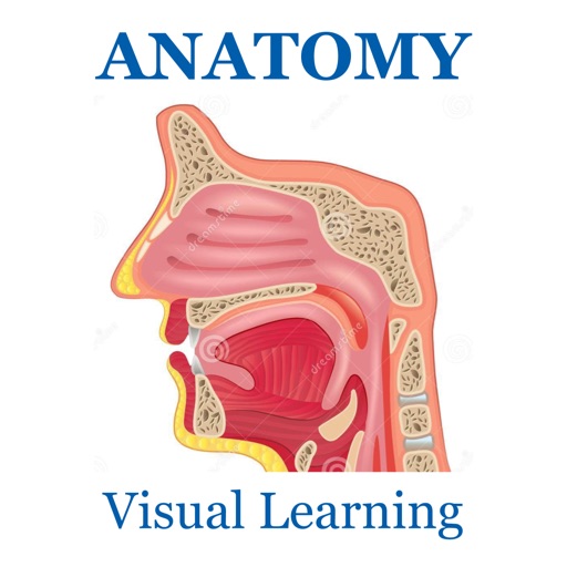 Anatomy Visual Learning
