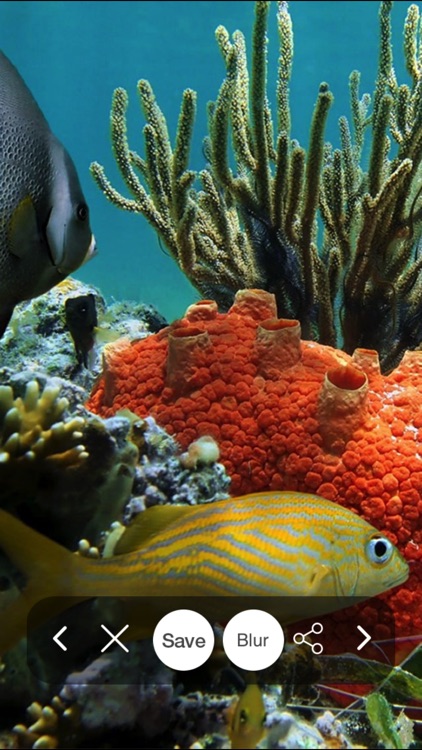 Sea Underwater Backgrounds Lock Screen & Themes