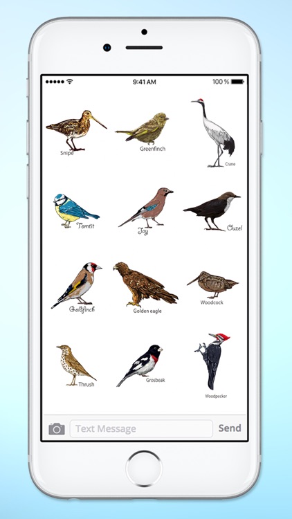 Bird Watching Hand Drawn Birds screenshot-3