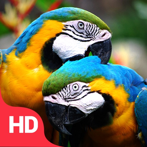Cute parrots HD wallpapers | Pxfuel