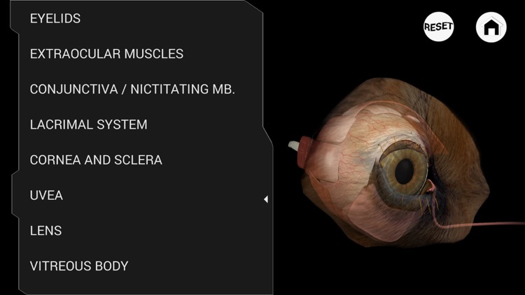 Ophthalmology in Dogs