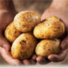 How to Grow Organic Potatoes in Backyard Garden