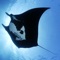 Manta Rays 