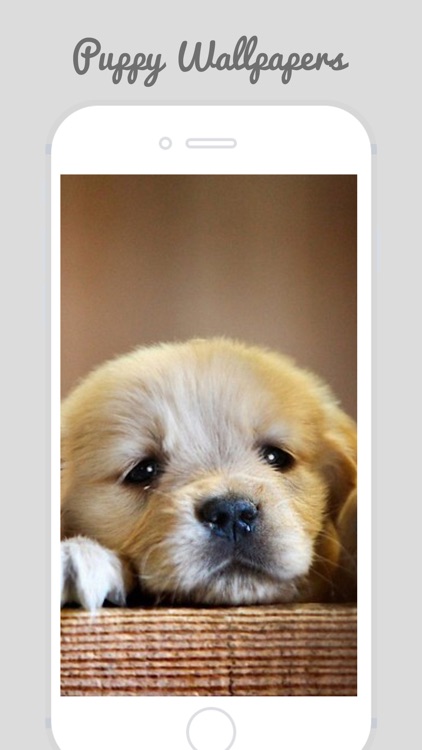 Cute Puppy Wallpapers by J. N.