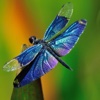 A Dragon Fly In The Garden With Great Skill